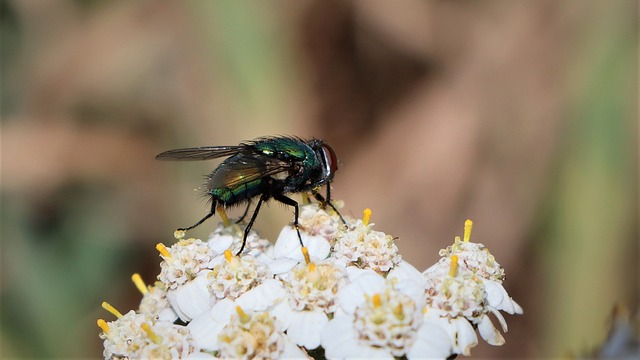 Commercial Fly Removal: Tailored Kitchen Strategies for Food Safety