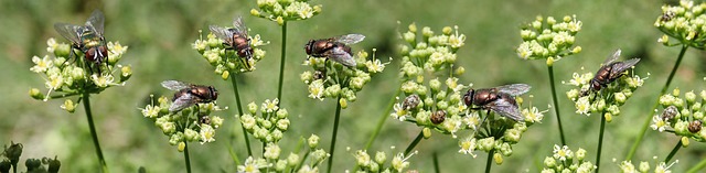 Eco-Friendly Fly Removal: Customized Plans for Safe, Sustainable Control