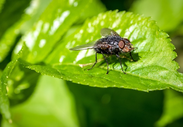 fly-flies-640x480-11463348.jpeg