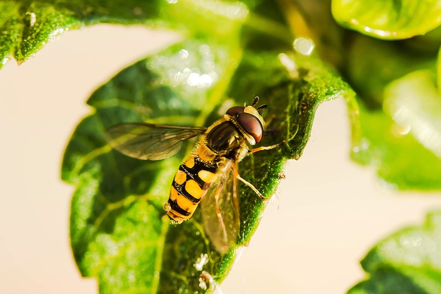 Professional Fly Control: Affordable Solutions for Residential and Commercial Settings