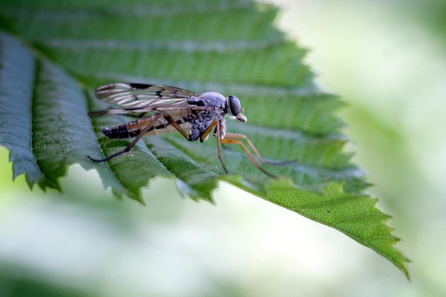 fly-flies-640x480-72286374.jpeg