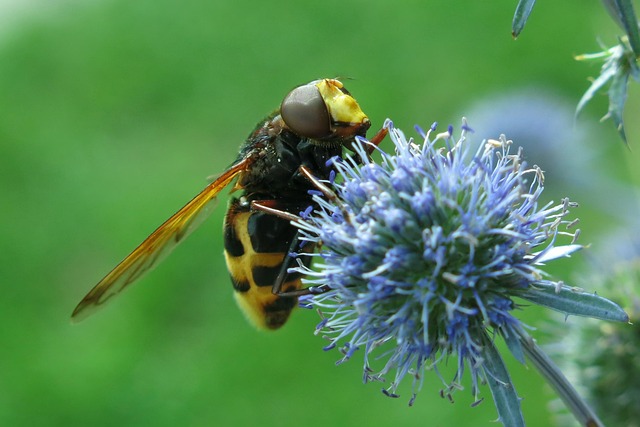 fly-flies-640x480-75254687.jpeg