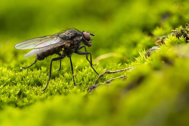 fly-flies-640x480-82114755.jpeg