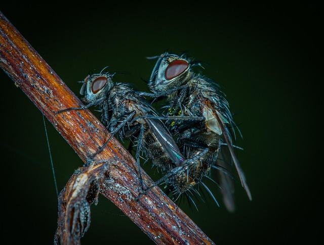fly-flies-640x480-84353433.jpeg