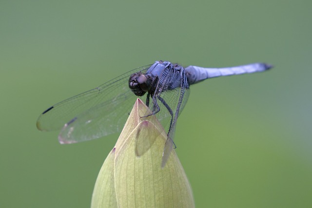 Expert Guide: Preventing Future Fly Infestations & Professional Fly Removal