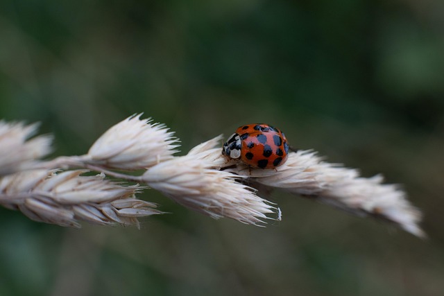 foreign-grain-beetles-640x480-2790088.jpeg