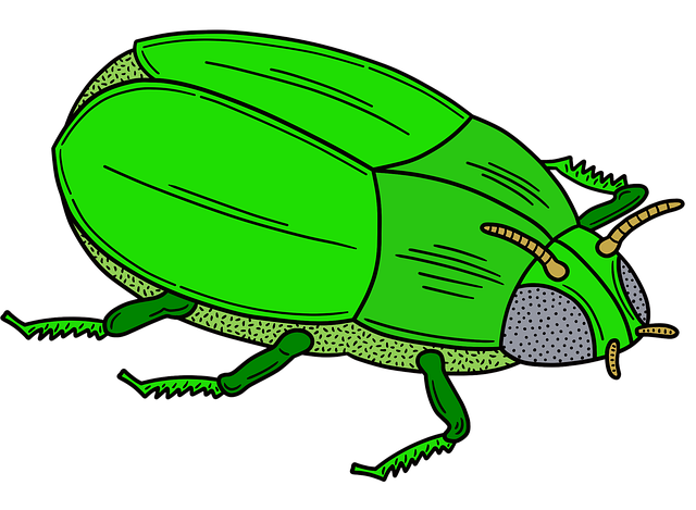 foreign-grain-beetles-beetle-640x480-36949098.png