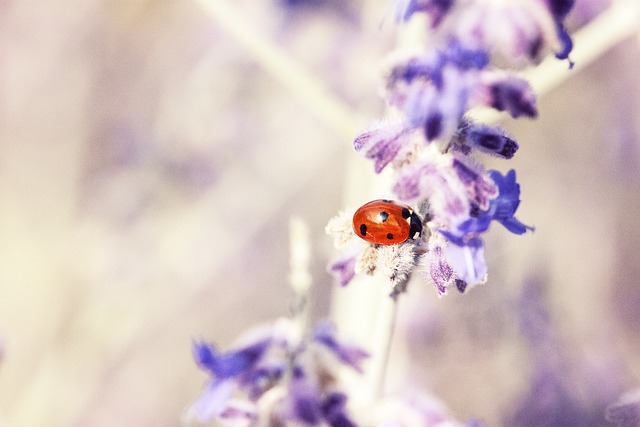 foreign-grain-beetles-beetle-640x480-39077772.jpeg