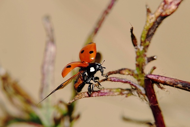 foreign-grain-beetles-beetle-640x480-43250776.jpeg