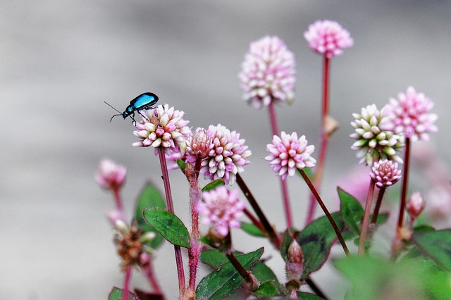 foreign-grain-beetles-beetle-640x480-45754881.jpeg