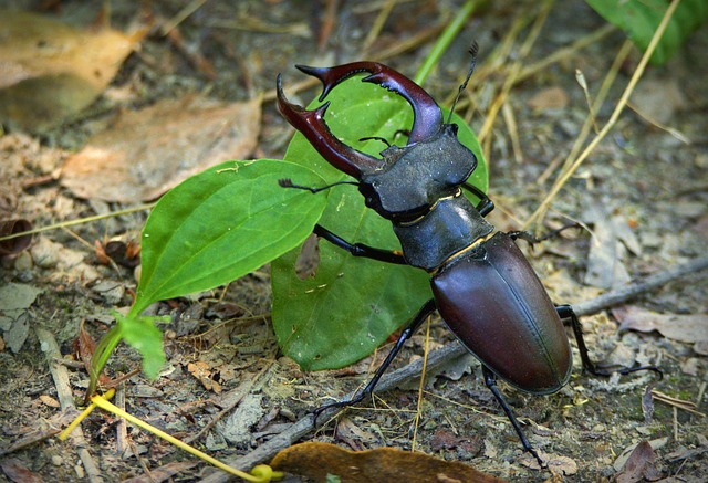 foreign-grain-beetles-beetle-640x480-69411009.jpeg