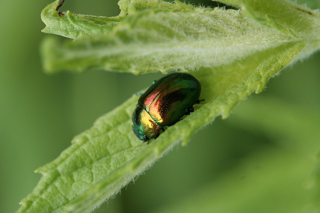 foreign-grain-beetles-beetle-640x480-72325182.jpeg