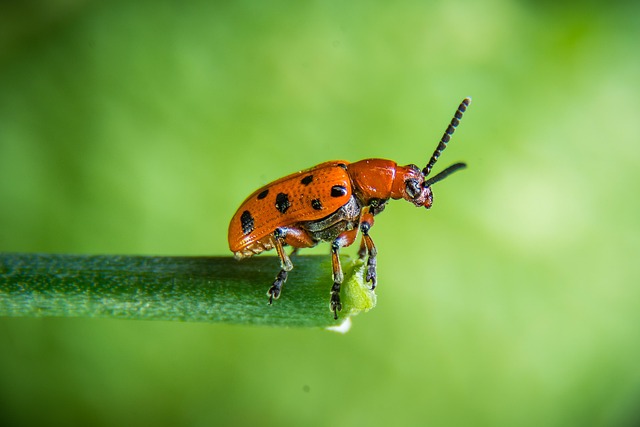 foreign-grain-beetles-beetle-640x480-80944260.jpeg