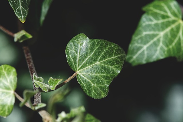 garden-640x480-15251360.jpeg