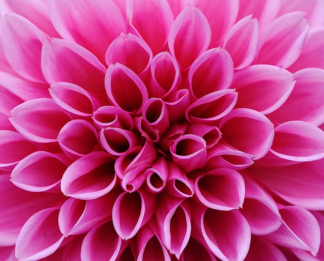 garden-640x480-15294799.jpeg
