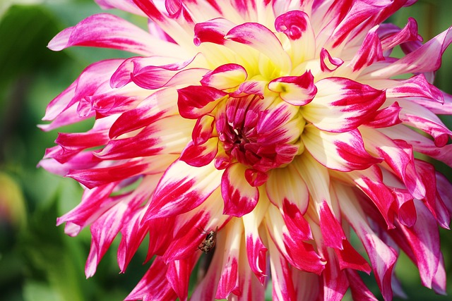 garden-640x480-16782966.jpeg