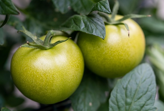 Proven Thrifty Gardening Ideas: Create a Superior Vertical Garden with Affordable Materials