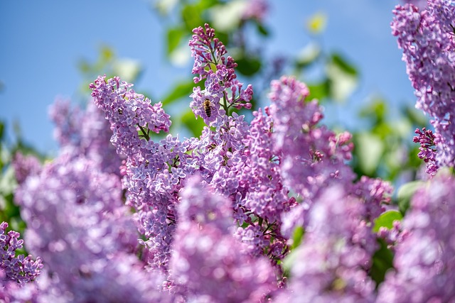 Elevate Your Garden: Efficient Weeding with Raised Beds & Irrigation