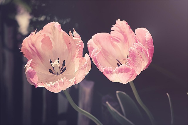 garden-640x480-21024613.jpeg