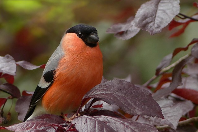 Pest-Resistant Plants: Easier Care with Perennial Flowers