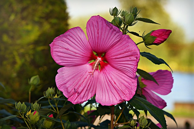 Seasonal Plant Care: Fertilizing, Composting & Natural Pest Control