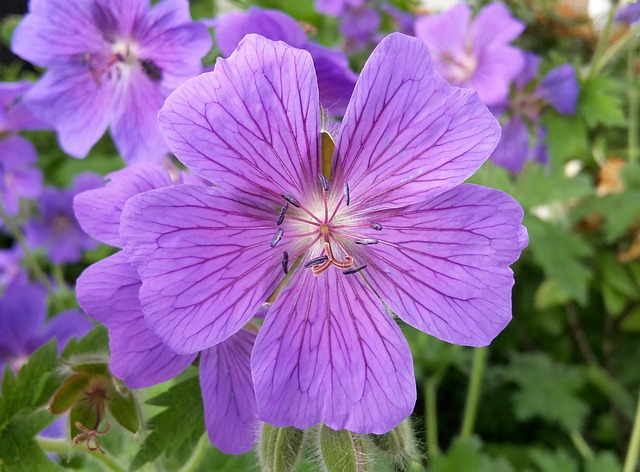 Spring Garden Maintenance: Pruning, Fertilizing, and Pest Protection