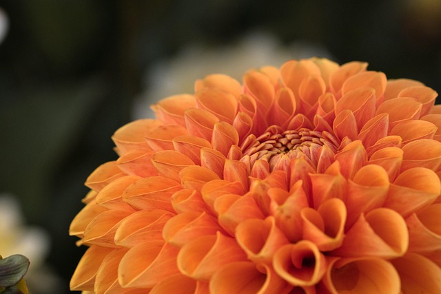 Drought-Resistant Plants: Easy Care Lawns for Every Climate