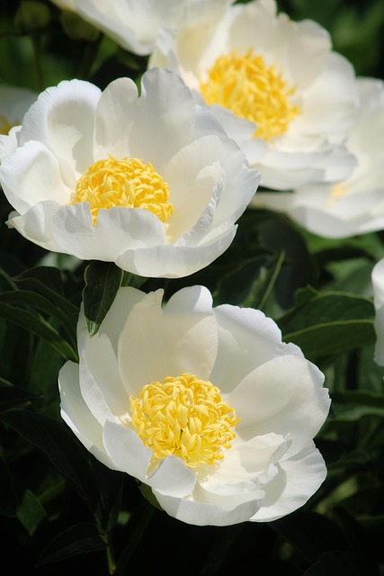 Designing with Vibrant Plantings & Proven Unique Garden Ornaments