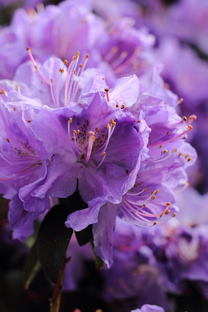 garden-640x480-39249261.jpeg