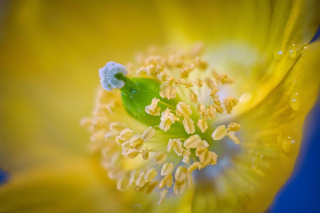 Tiered Gardens with Water: Cultivating Serenity at Home