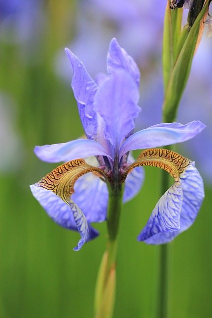 garden-640x480-47832948.jpeg