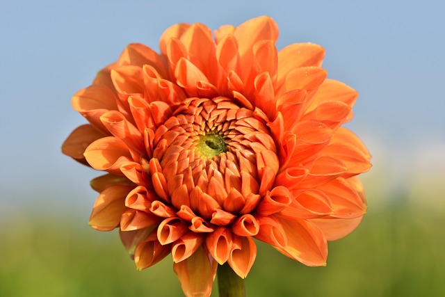 garden-640x480-47981156.jpeg
