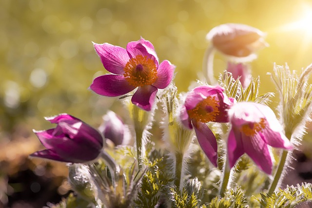 garden-640x480-52145731.jpeg