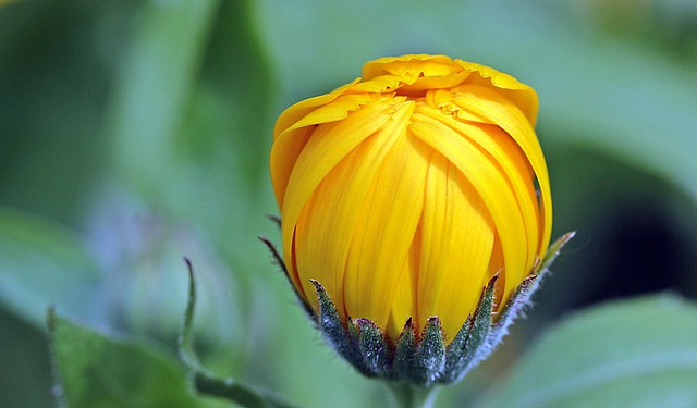 Pruning and Nurturing: Seasonal Care for Perennials and Annuals