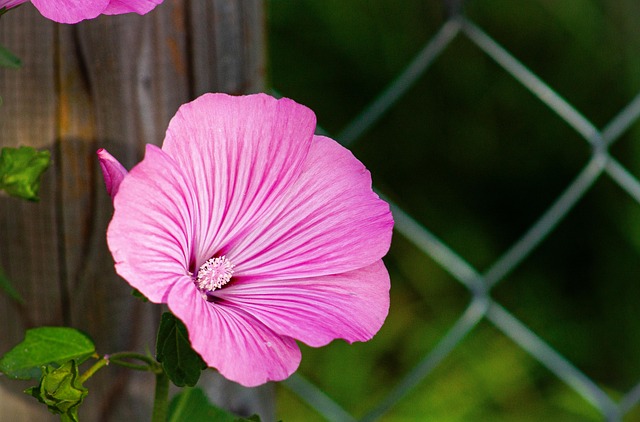 garden-640x480-5681542.jpeg