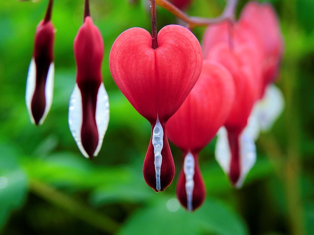 garden-640x480-60434895.jpeg