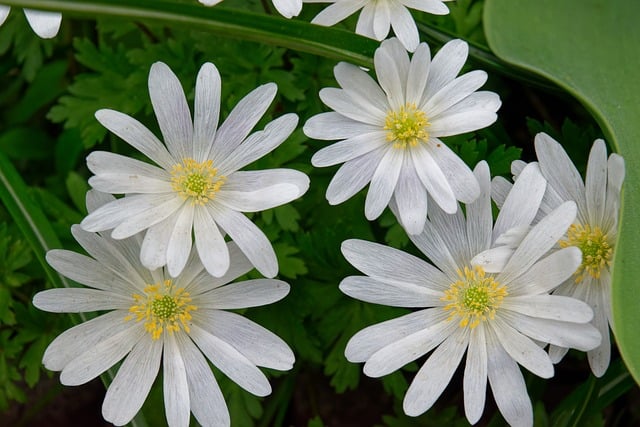garden-640x480-64329342.jpeg