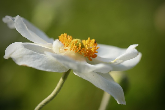 garden-640x480-66081489.jpeg