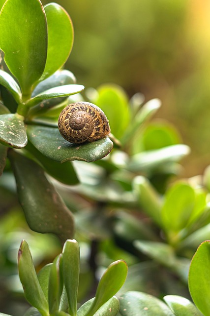 garden-640x480-67865949.jpeg
