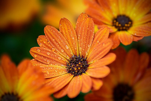 garden-640x480-68751027.jpeg