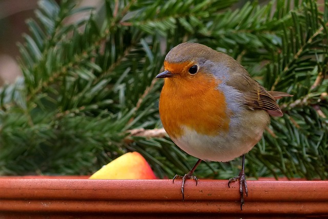 garden-640x480-71517647.jpeg