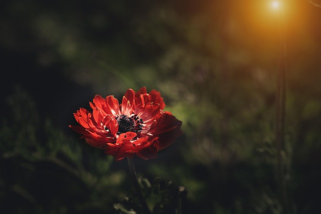 garden-640x480-76190039.jpeg