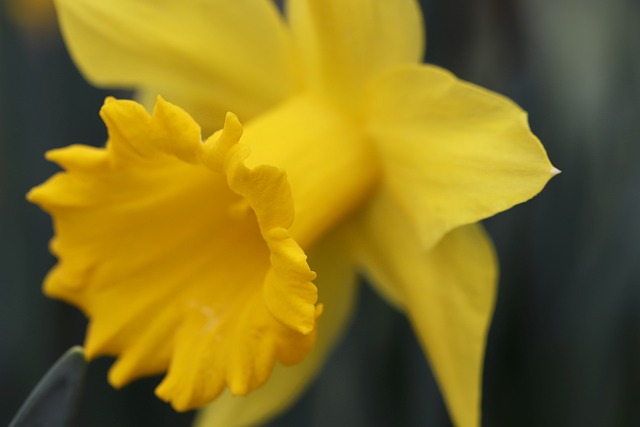 garden-640x480-80777704.jpeg