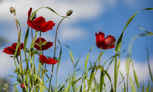 garden-640x480-82615271.jpeg