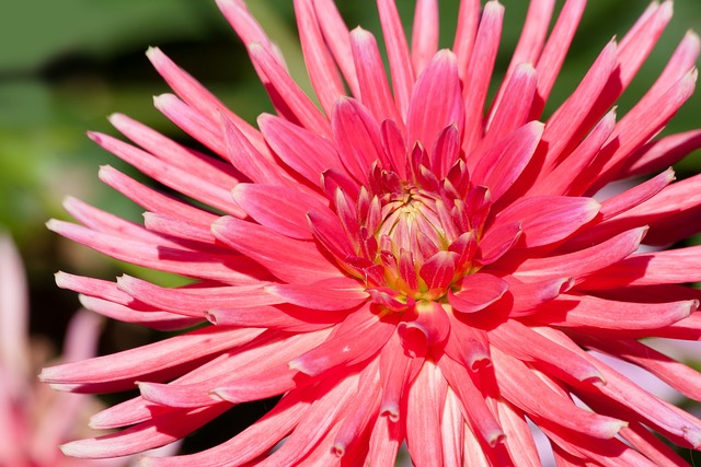 garden-640x480-84165902.jpeg