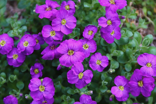 Designing Mixed Flower & Vegetable Layouts: Creating Themed Garden Zones