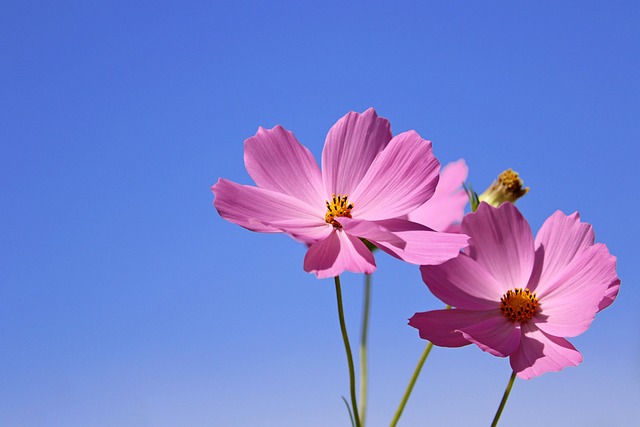 garden-640x480-9356823.jpeg