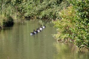 geese-640x480-10139163.jpeg