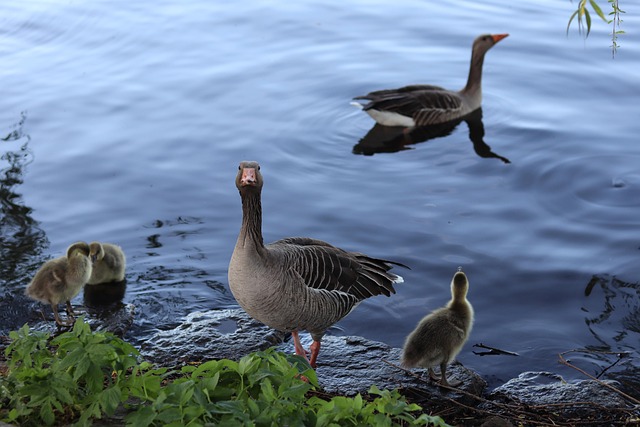Understanding Geese Behavior for Effective Residential Management Strategies