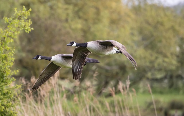geese-640x480-2393721.jpeg